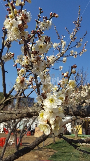 plant,식물,꽃,매화,봄,자연