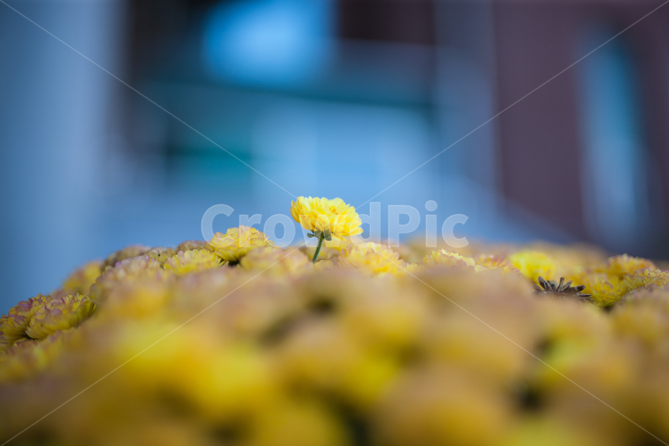 봄,꽃,식물,botanical,flowers,식물,자연,plants,nature,꽃,flower