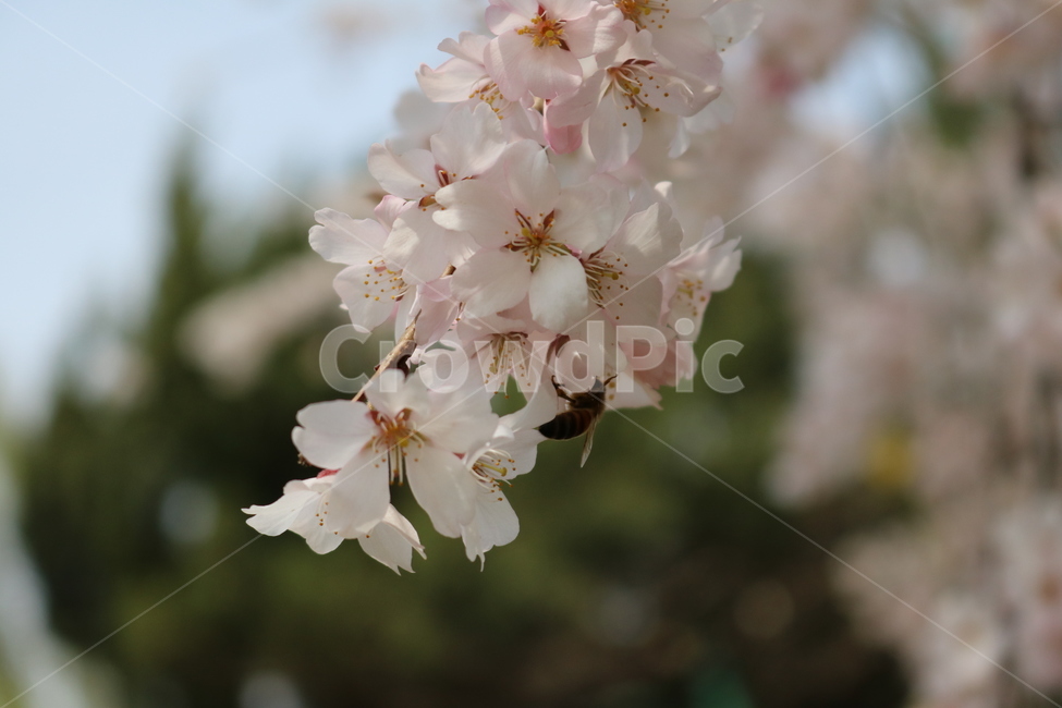 plant,식물,flower,꽃,꽃잎