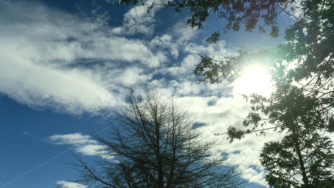 flare,플레어,light,빛,하늘,sky,나무,tree,자연,nature,구름