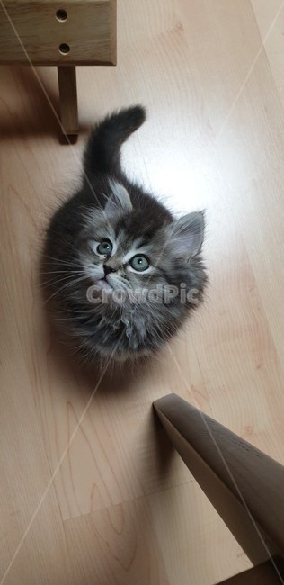 아기고양이,새끼고양이,고양이,귀여운고양이,반려묘,페르시안고양이