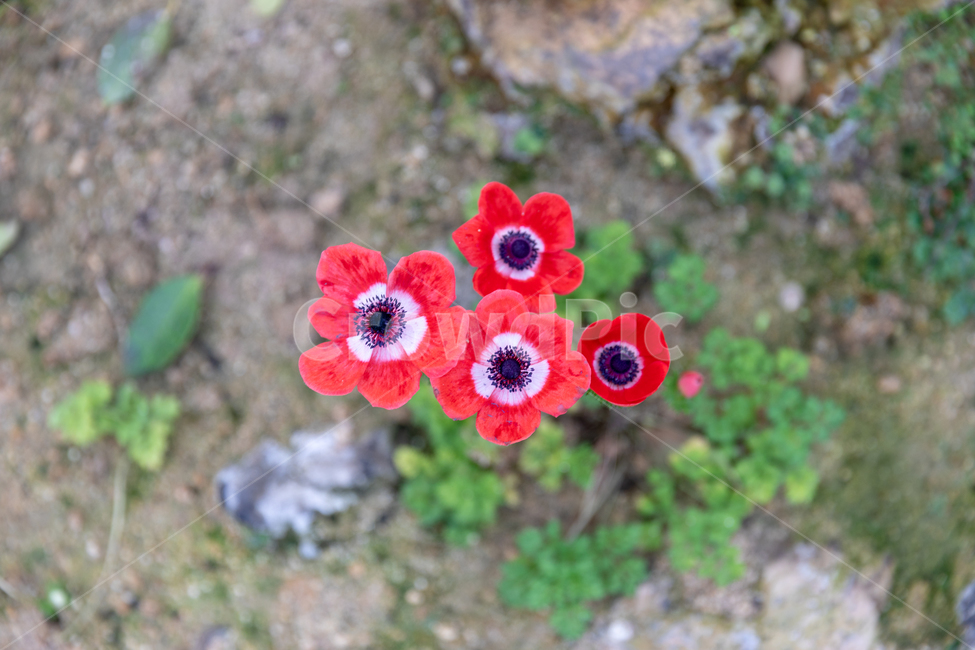 꽃,봄꽃,나무,가시,꽃잎,식물,자연,plants,nature,꽃,flower