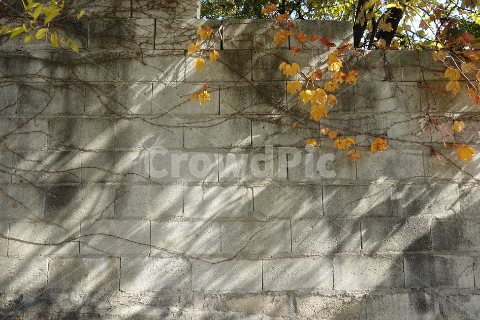 가을,담벼락,단풍,넝쿨,낙엽,가을풍경,풍경,fall,autumn,wall