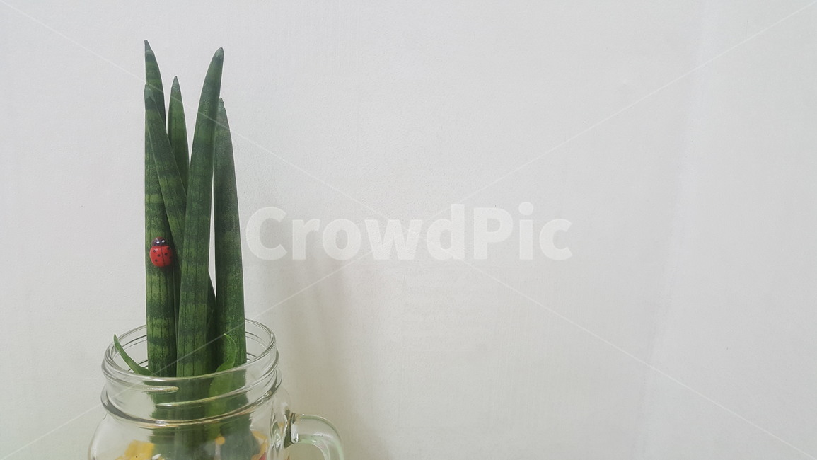 스투키,식물,공기정화식물,배경,쉼,아름다움,자연,봄,spring,분위기,감성,feeling,stuki,plant,plants,nature,실내용화초,화분,화초,house plant