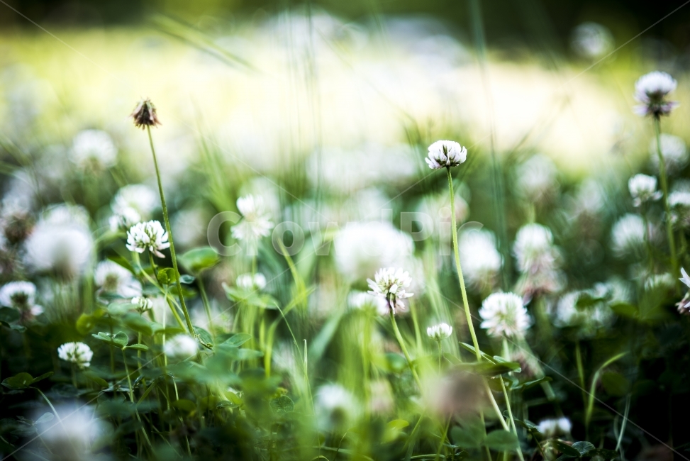 꽃,보케,식물,풀,flower,bokeh,식물,자연,plants,nature,꽃,flower,감성,sensible,feeling