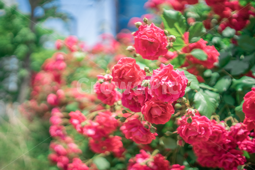 장미,하늘,분홍색,꽃잎,rose,식물,자연,plants,nature,꽃,flower