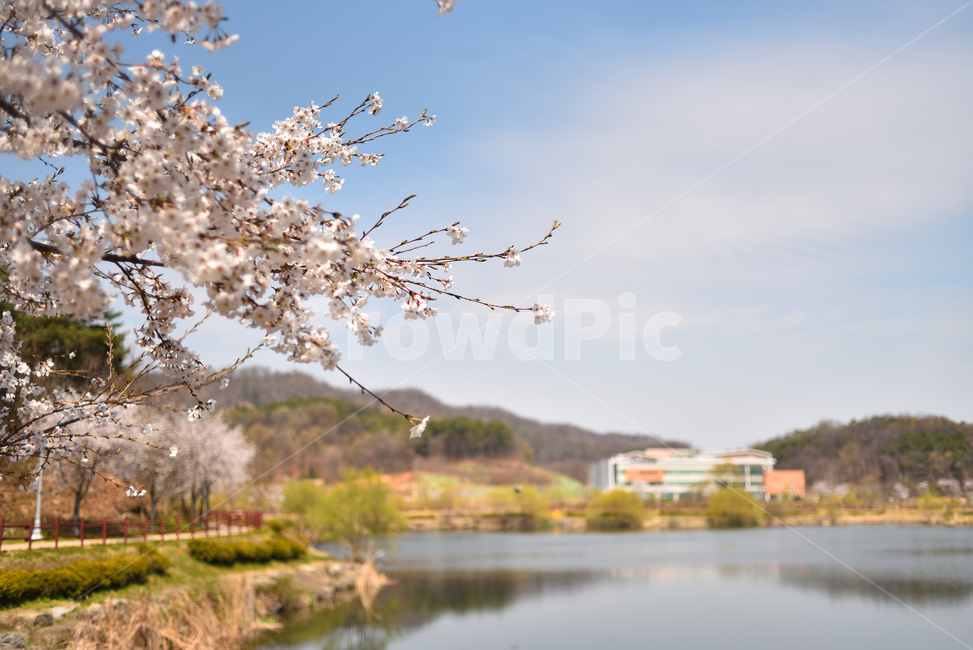 벚꽃,봄,꽃,산책,하늘,화창함,솜사탕,야외,공원,나들이,풍경,봄,계절,spring,season,자연,풍경,nature,landscape,plant,식물
