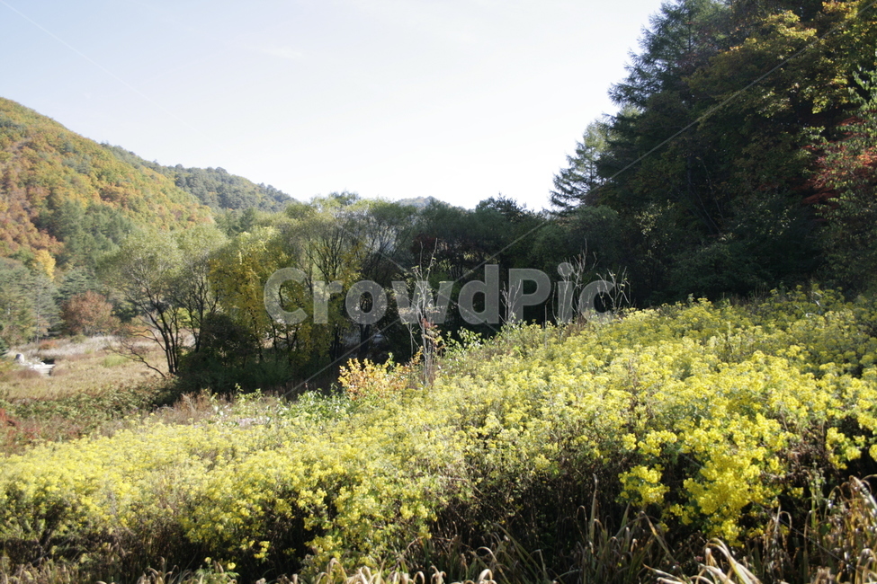 산국,꽃,flower,식물,plant,가을,하늘,풍경