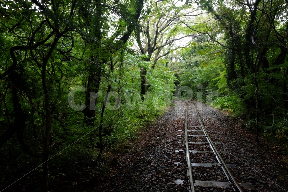 나무,숲,기찻길,철길,제주,에코랜드,여행,관광,자연,풍경,nature,landscape,교통,교통수단,traffic,transportation,railway,철도,train track,rail,레일,dirt road,흙길,gravel,자갈,road,도로