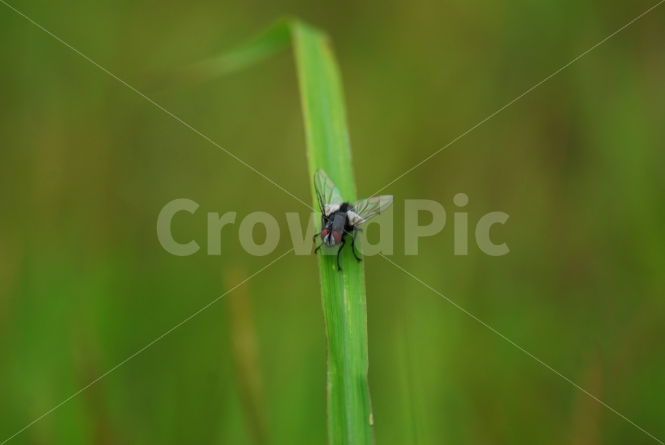 파리,곤충,생태,벌래,fly,동물,animal,곤충,벌레,insect,bug