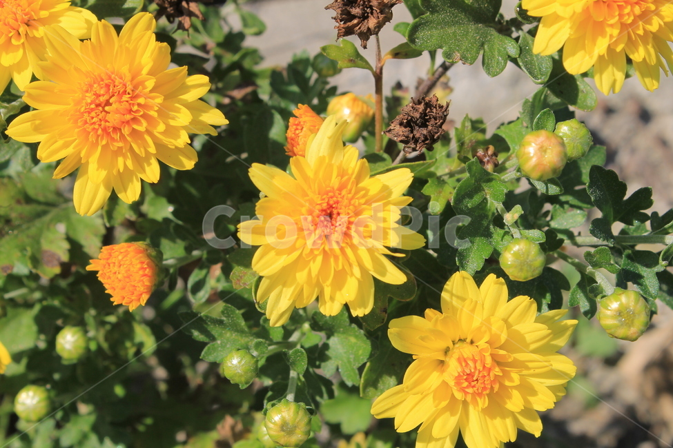 가을,다알리아,꽃,식물,autumn,fall,dahlia,blossom,plant,flower,flowers,달리아,식물,자연,plants,nature,꽃,flower