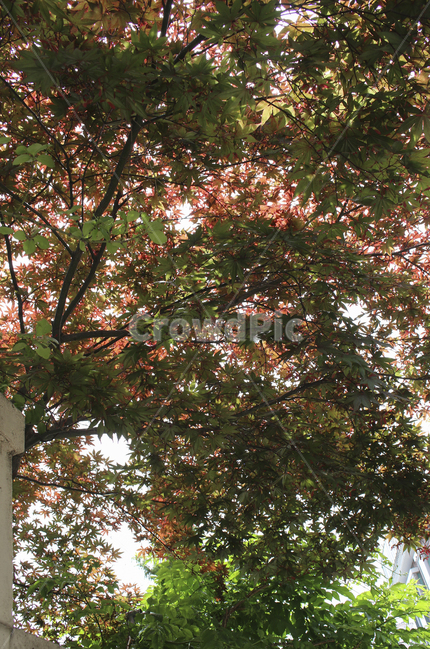 plant,식물,leaf,잎,tree,나무,단풍,초록,green,red