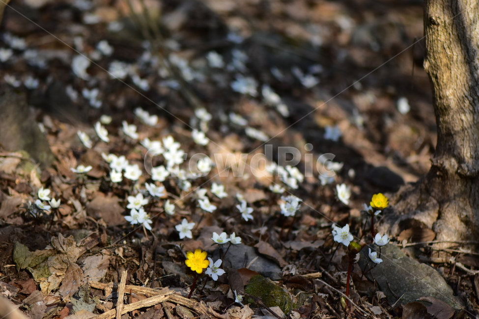 변산바람꽃,야생화,봄,꽃,흰색,자연,식물,식생,봄의전령사,풀꽃,미나리아재비과,식물,자연,plants,nature,꽃,flower
