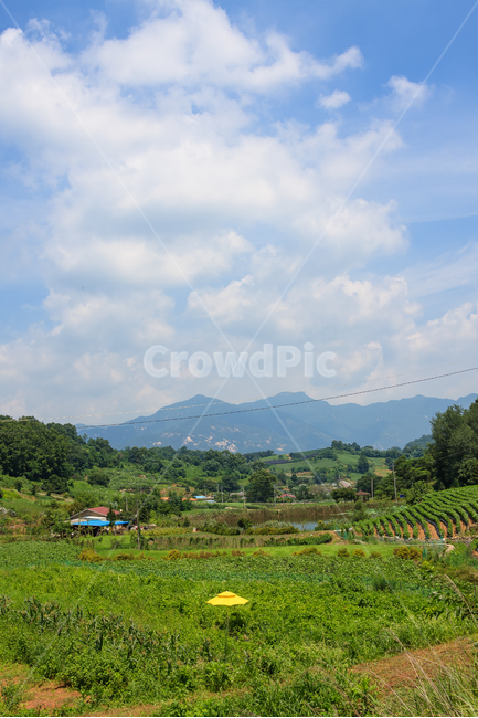 시골풍경,농촌,여름,환경,날씨,나무,구름,풍경,경치,시골,마을,풍경,landscape,country,rural,town