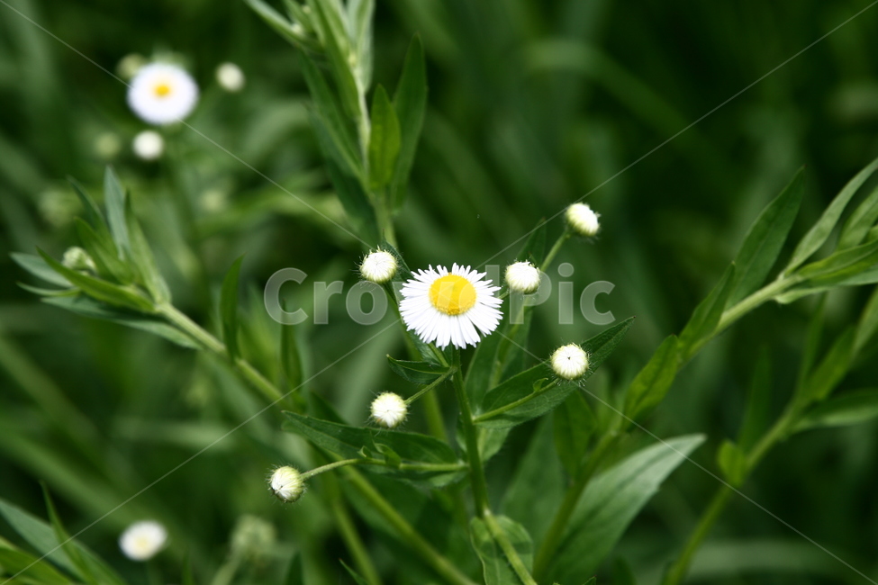 꽃,자연,식물,하얀꽃,plants