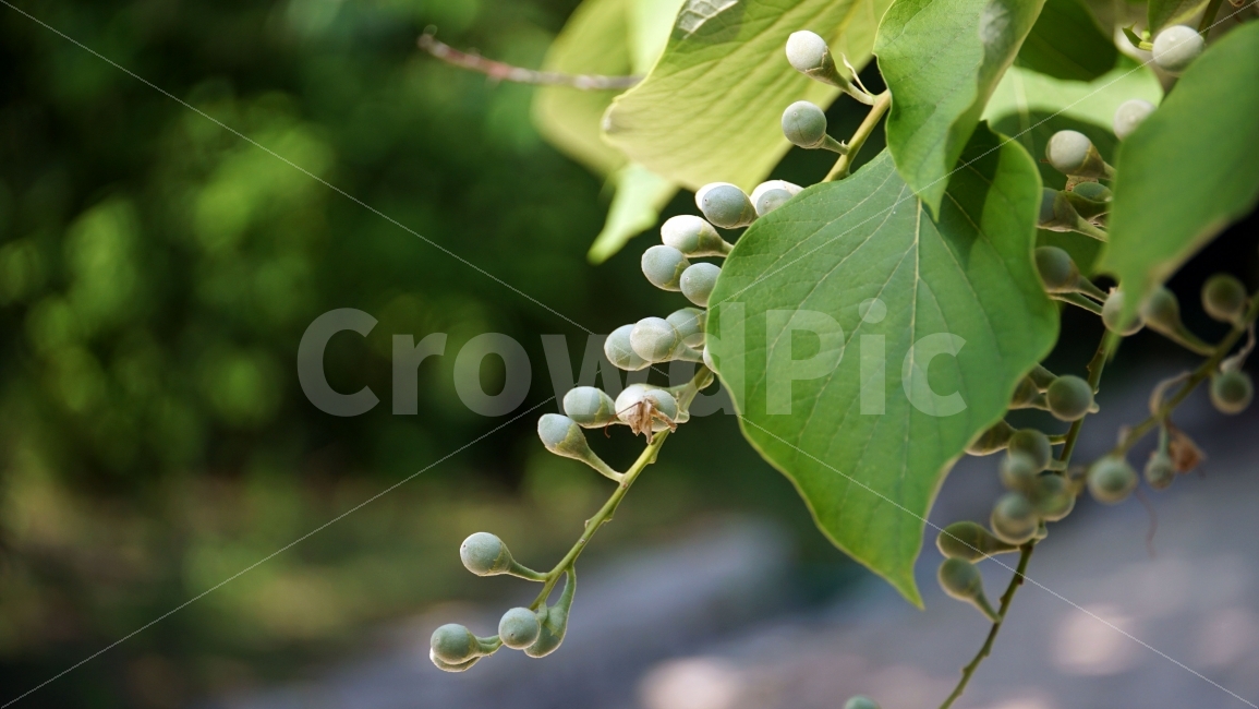 쪽동백,때죽나무과,꽃봉오리,여름꽃,자연,플라워,flower,nature,식물,이파리,숲,꽃사진,plants,풍경,landscape,접사,macro,봄,spring,계절,season,한국자연,snap,스냅,클로즈업,closeup,식물,자연,plants,nature
