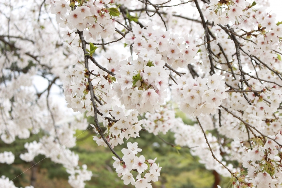 flower,spring,봄,자연,꽃,식물,벚꽃,덕수궁,식물,자연,plants,nature,봄,계절,spring,season,꽃,flower,plant,blossom