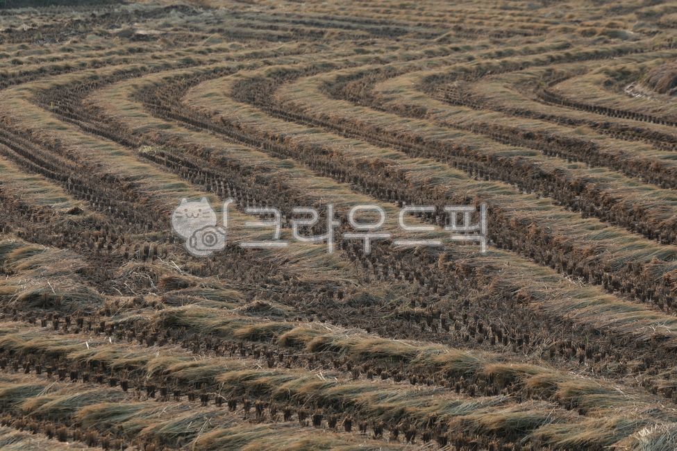 볕짚,논,패턴,soil,토양,outdoors,옥외,agriculture,농업,field,들,문양