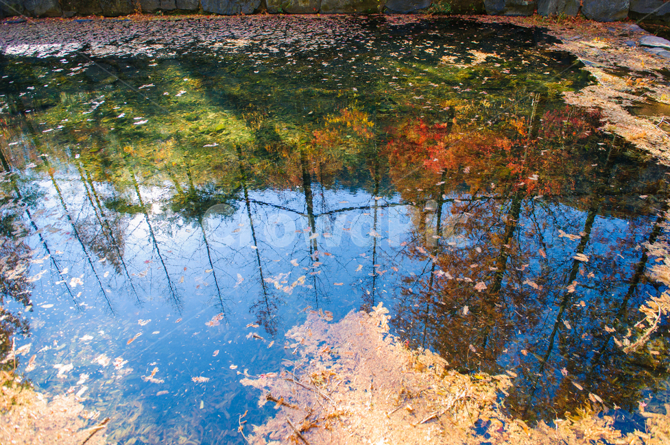 가을,낙엽,반영,그림자,그림,감성사진,단풍,단풍나무,여행,가을,계절,fall,autumn,season,자연,풍경,nature,landscape,outdoors,옥외,land,땅,water,물