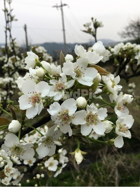배꽃,봄,배나무,꽃,봄꽃,봄,계절,spring,season,식물,자연,plants,nature,꽃,flower,plant