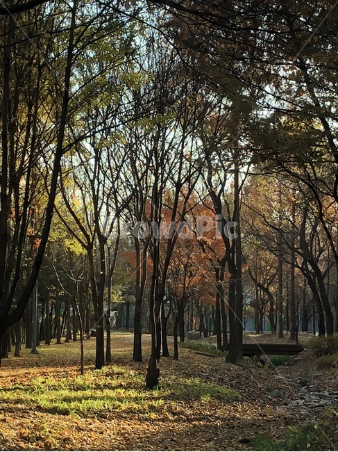 가을,숲,낙엽,나무,forest