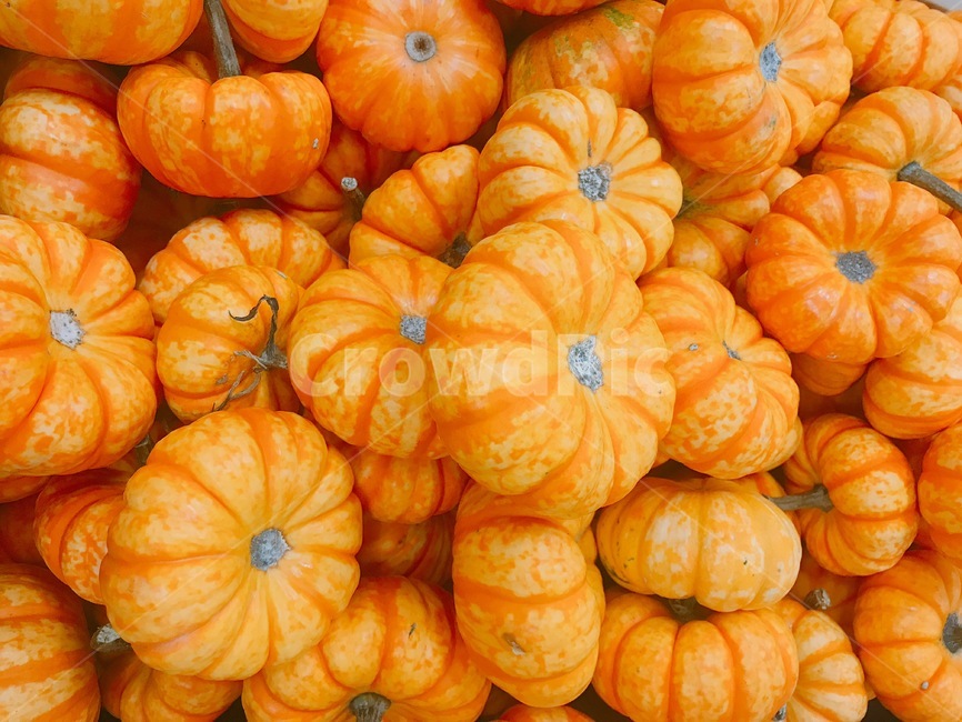 할로윈,미니호박,주황호박,미국호박,채소,pumpkin,littlepumpkin,음식,식재료,요리,food,cook,meal,dishes,food reserves,채소,야채,vegetables