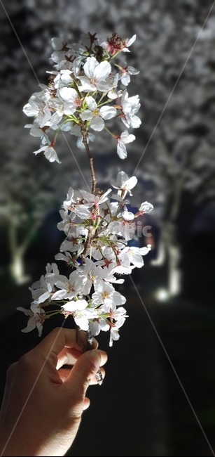 벚꽃,꽃,봄,야경,감성,봄,계절,spring,season,식물,자연,plants,nature,꽃,flower,plant,blossom