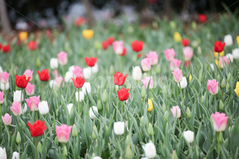 튤립,튤립축제,태안튤립축제,tulip,백합목,백합과,봄꽃,봄,계절,spring,season,식물,자연,plants,nature,꽃,flower,plant