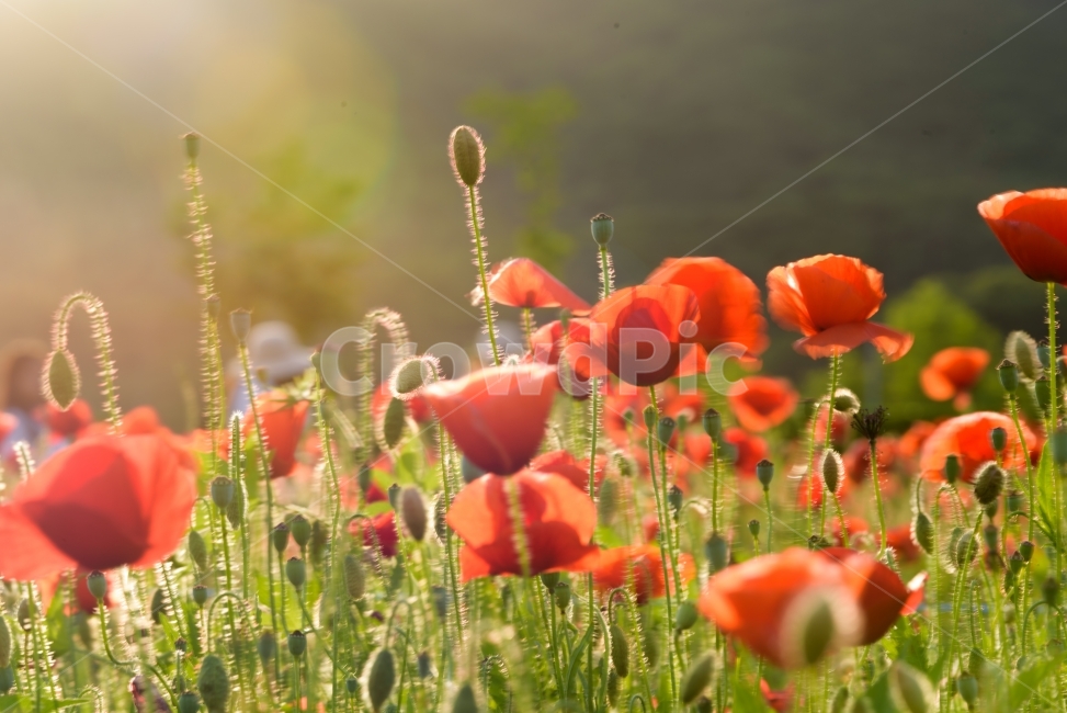 봄,양귀비,빨강,햇살,색감,감성,식물,자연,plants,nature,꽃,flower,감성,sensible,feeling,휴식,힐링,rest,relaxation,healing