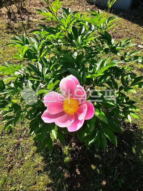 꽃,작약,핑크꽃,한송이,초록