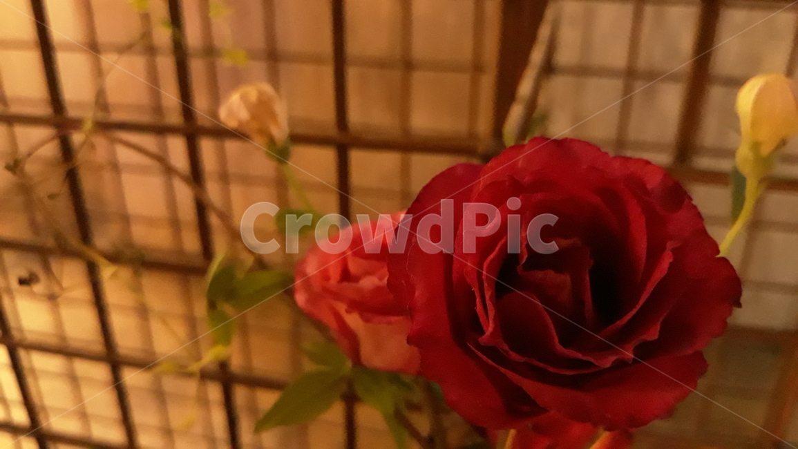 장미,어두운,로맨틱한,감성,철망,주황빛,빨간장미,장미한송이,꽃,식물,식물,자연,plants,nature,꽃,flower