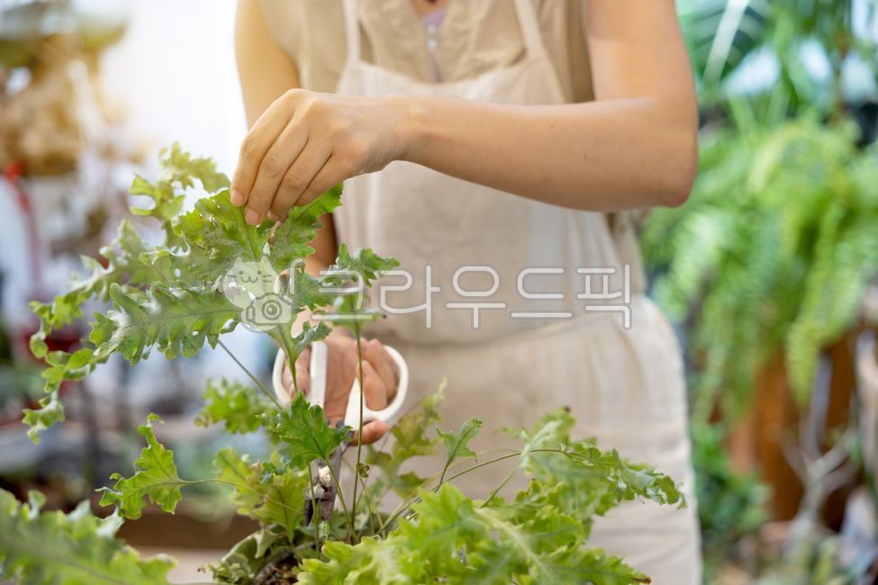 소상공인,플로리스트,비즈니스,상인,상점,홈가드닝,화분,꽃집,식물,플랜테리어,원예,실내,직업,작업,점주,직업인,한국인,꽃꽃이,소매업,주인,손질,관리,운영,얼굴,여자,앞치마,젊은여자,원데이클래스,동양인,플라워