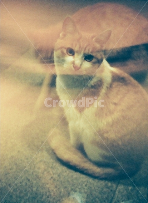 빛샘현상,필름,고양이,동물,반려동물,동물,animal,포유류,mammal,고양이,cat,kitten,kitty,감성,sensible,feeling