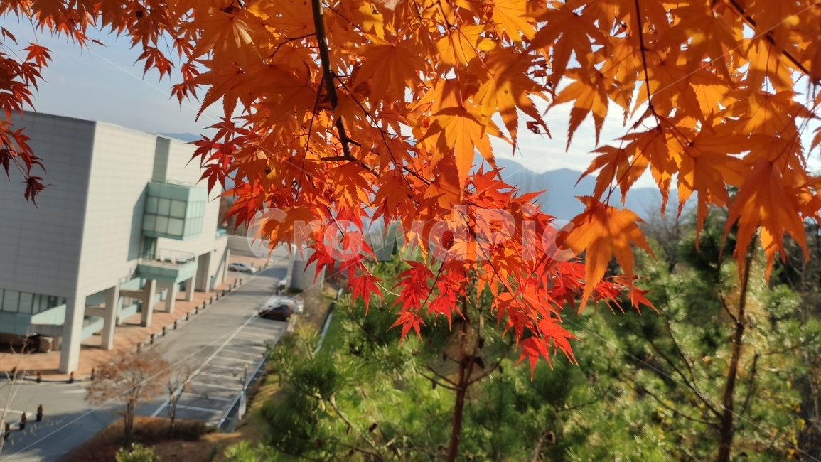 단풍잎,가을,가을단풍,leaf,잎,plant,식물,tree,나무,maple,단풍,가을,계절,fall,autumn,season