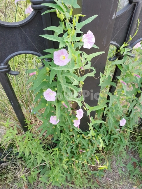 꽃,flower,식물,plant,나팔꽃,식물,자연,plants,nature,꽃,flower
