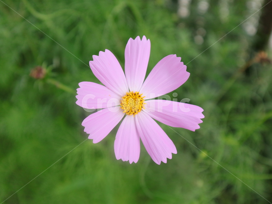 코스모스,꽃,가을꽃,분홍꽃,포커스,식물,자연,plants,nature,꽃,flower