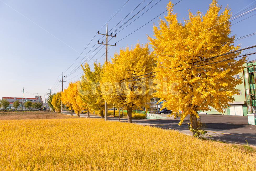 벼,은행나무,wood,쌀,논농사,풍년,가을,들녘,들판,시즌,한국적풍경,leafseason,식물,음식,배경,바탕,백그라운드,background,시골,농촌,농산물,탄수화물,밥,곡식,알곡,황금빛,노랑색,골든,이삭,자연,농사,가을,계절,fall,autumn,season,산업,industry,industrial,농업,농사,agriculture,farming,farming industry,tree,나무,plant