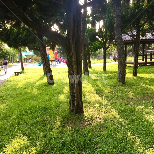 공원,나무,햇빛,따뜻함,초록색