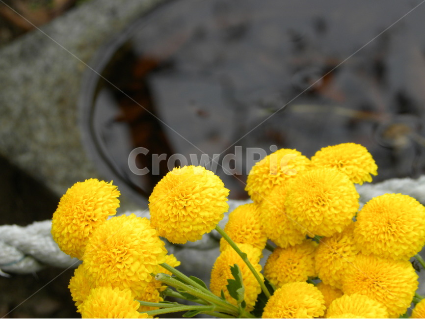 꽃,노란꽃,들꽃,꽃사진,봄,flower,spring,식물,자연,plants,nature,꽃,flower