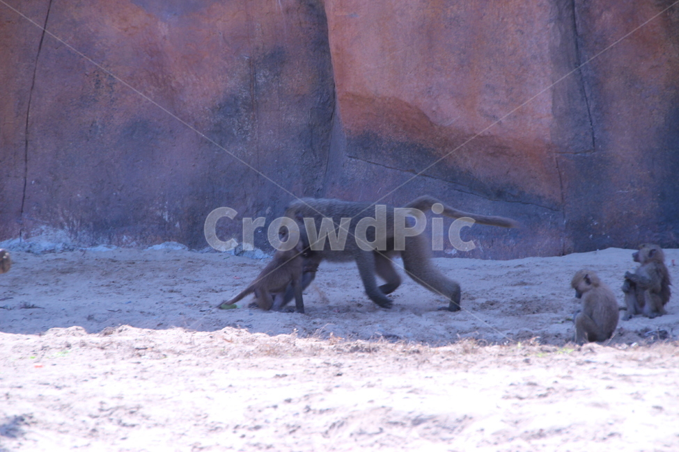 animal,동물,monkey,원숭이,wildlife,야생생물,mammal,포유류