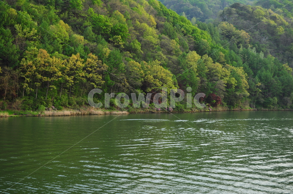숲,산,강,금강,나무,초록,자연,풍경,nature,landscape,water,물,outdoors,옥외