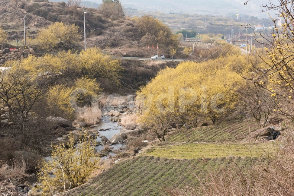 섬진강,섬진강기행,기행,남도,전라도,일상,시골,니콘,NIKON,D750,DSLR,사진,여행,정취,느낌,파스텔톤,파스텔,산수유,노랑,노란색,노란색꽃,노란꽃,산수유꽃,산수유축제,축제,산수유마을,구례,전남구례,전남,새싹,봄,자연,풍경,nature,landscape,outdoors,옥외,water,물