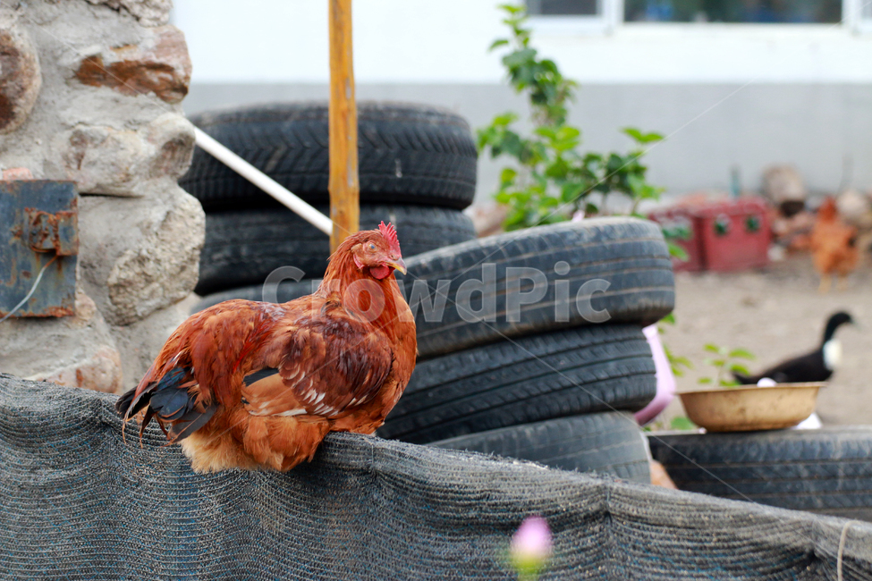 bird,poultry,fowl,chicken,animal,닭,시골,새,동물,시골길,가금류,치킨,농장,동물,animal,조류,새,birds
