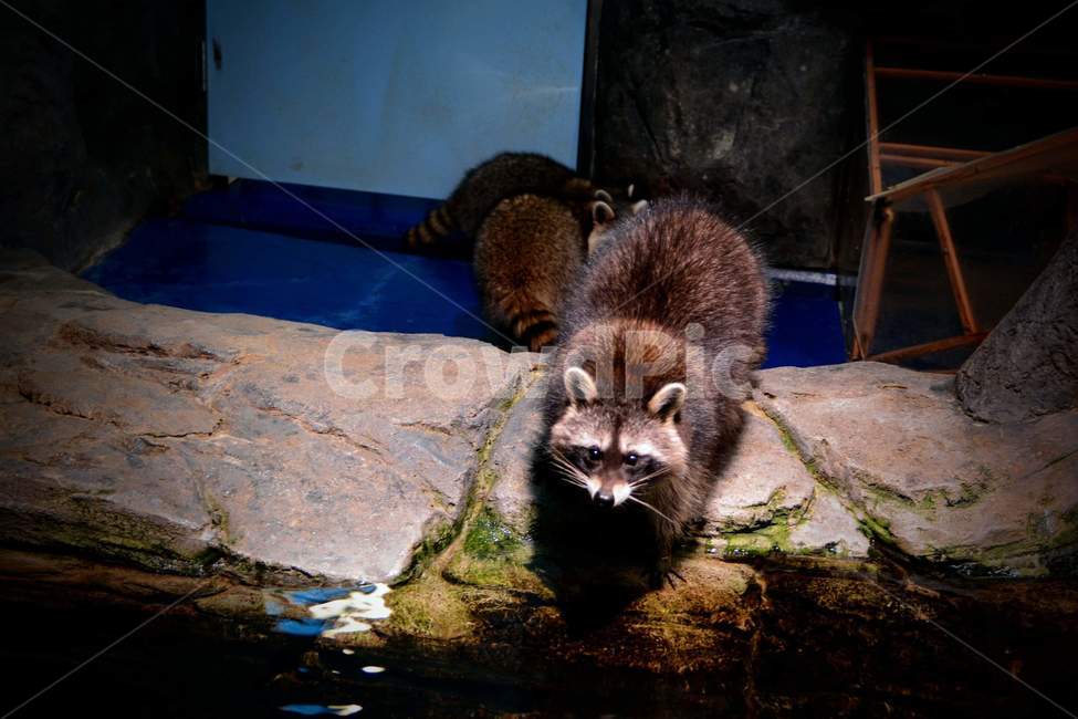 라쿤,너구리,동물,귀여움,갈색,동물,animal,포유류,mammal