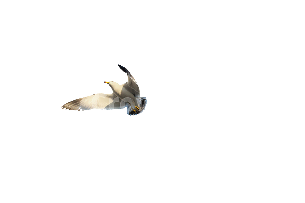 갈매기,새,조류,날개,바다,누끼,바닷가,자연,하늘,부리,동물,animal,조류,새,birds,누끼,remove background
