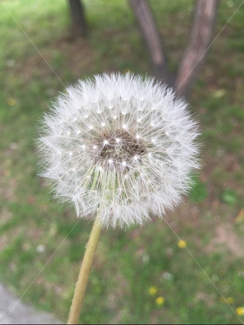 민들레,민들레홀씨,꽃,홀씨,앉은뱅이꽃