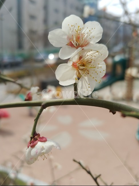 매화,꽃,봄꽃,이른봄,흰색꽃,매화나무,봄,향기,겨울꽃,식물,plant,blossom,flower,감성,식물,자연,plants,nature,꽃,flower