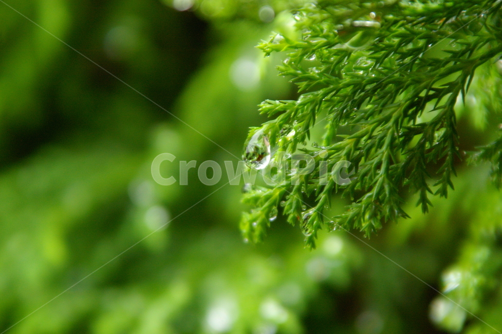 흐린날,비,rain,rainy,나뭇잎,빗방물,물방울,식물,식물,자연,plants,nature