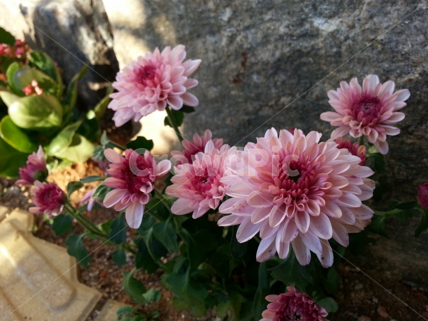 꽃,꽃사진,디자인소스,자연,분홍색,식물,자연,plants,nature,꽃,flower