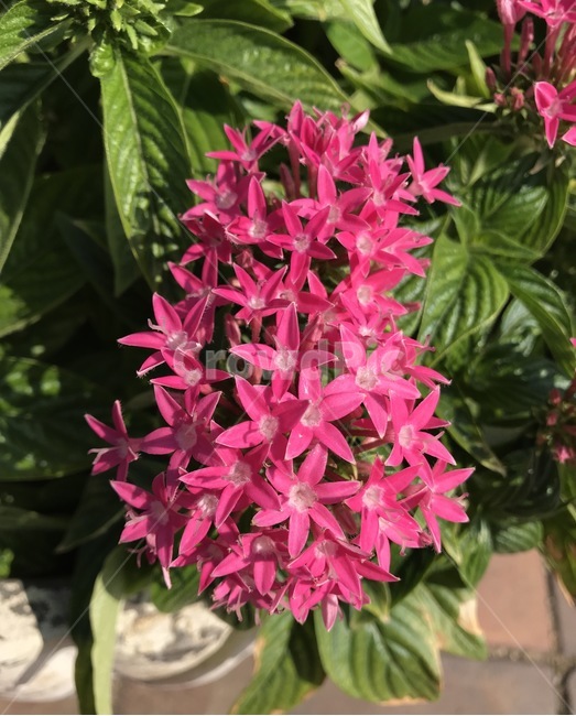 flower,플라워,꽃,자연,식물,식물,자연,plants,nature,꽃,flower